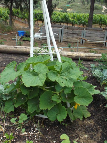 Piramied-in-tuin-met-groente