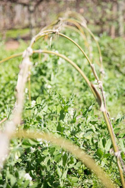 Lae boogtonneltjies vir plante