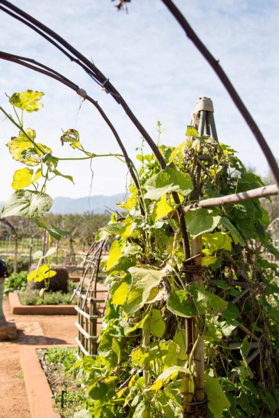 Lae boogtonneltjies vir plante