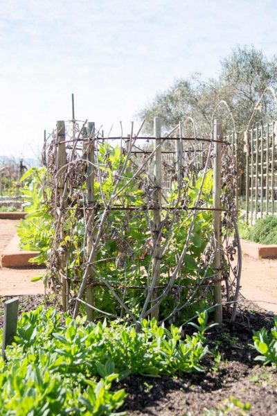 Struktuur vir plante