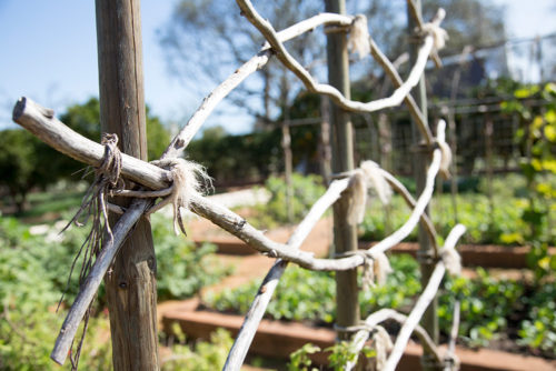 Strukture vir plante