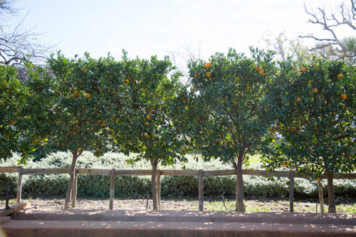 Suurlemoen-espalier