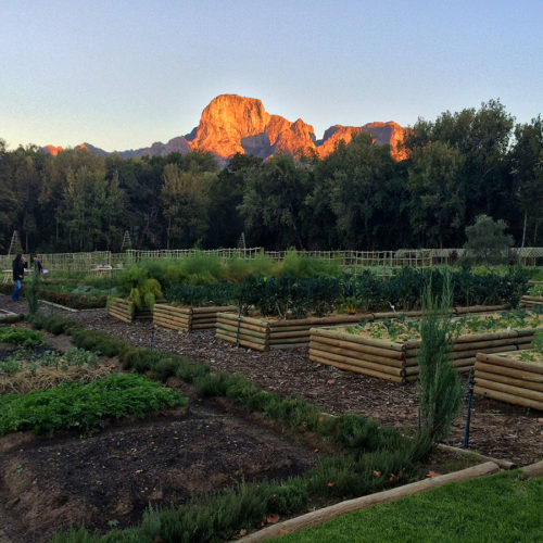 Food-Garden-Boschendal