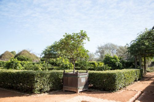 Sitrusboom in houer