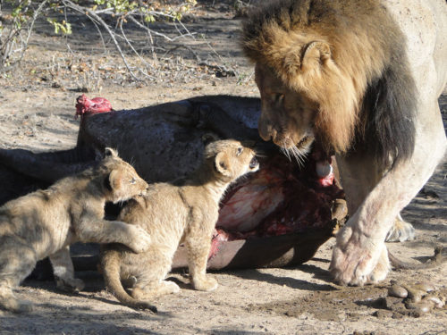 Thornybush-Game-Lodge-leeus