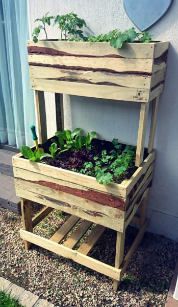 Cape Planters rakkie