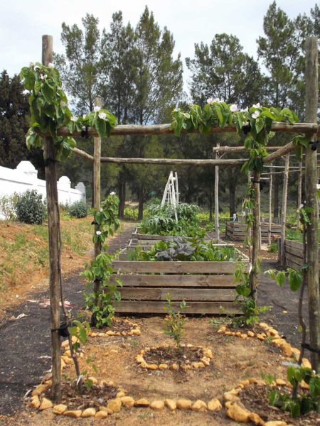 Pale-vir-espalier
