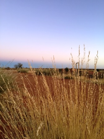 kgalagadi-lodge-gras-in-vel