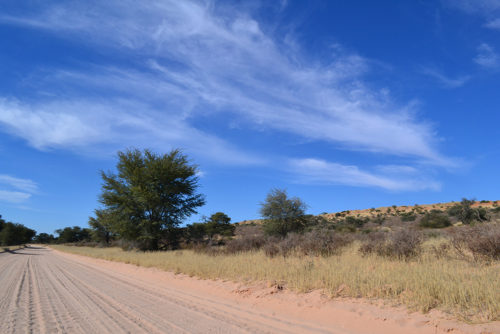 Kgalagadi-oorgrenspark