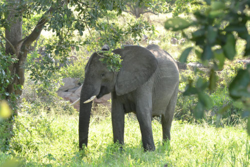 Krugerwildtuin