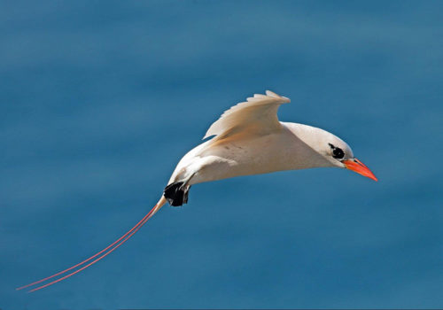 Red-tailed-Tropic-Bird_Photo-credit-Rohan-Clarke_pg-92