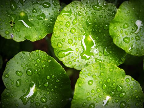 sewe-goedvoelwenke-vir-elke-dag-blare-waterdruppels