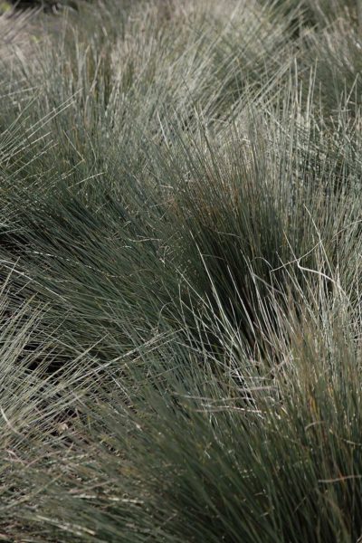 Grassoorte