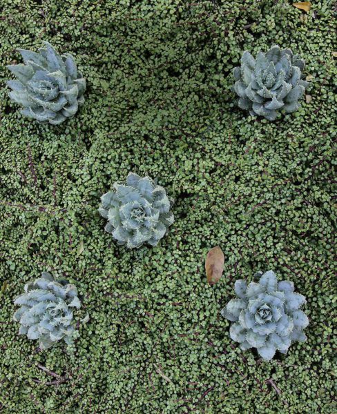 Vetplante-woestynrosies
