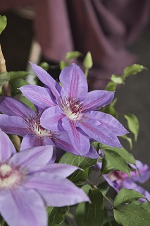 Clematis2