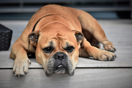 Hond