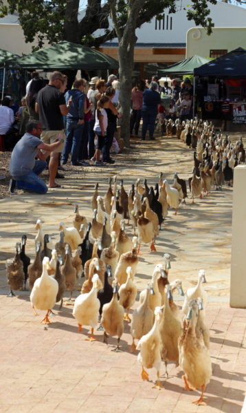 Vergenoegd Summer Concerts 2017-18 (HR) Indian Runner Ducks