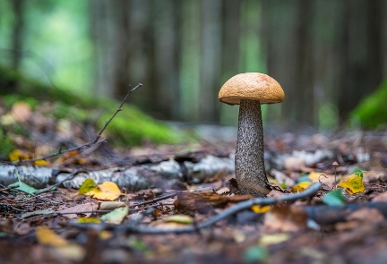 Delheim Pop Up Mushroom