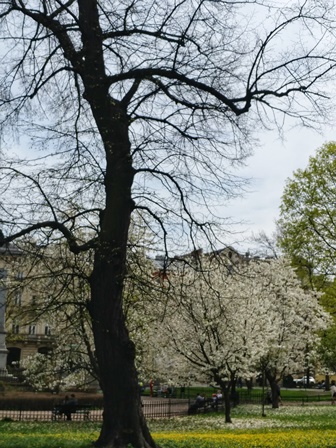 poolse-inval-2-krakau-amandelbloeisels