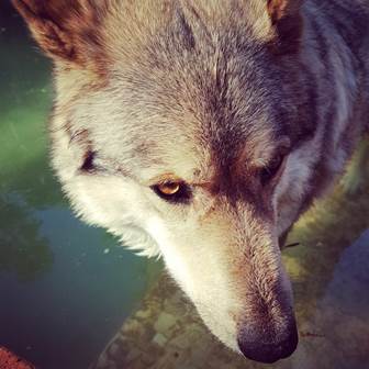 dertien-vrae-aan-engelvrou-wolf