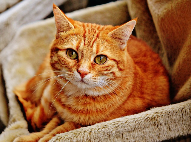 Kry katte en honde ook Alzheimersiekte?