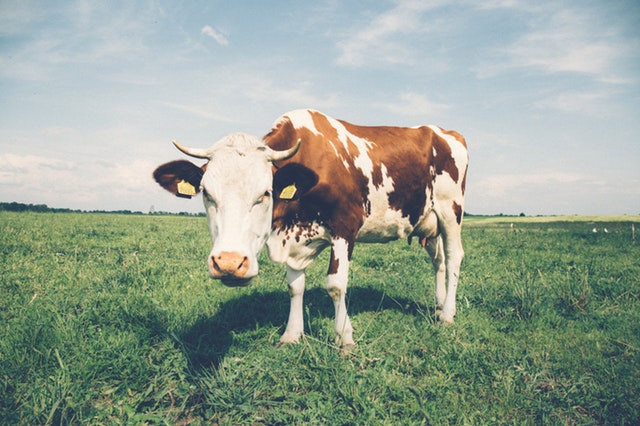 Veroorsaak laktose-intoleransie jou of jou tiener se maagpyn?