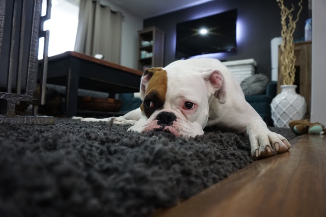 Allergies vir stofmyte? 14 plekke waar hulle in jou huis skuil