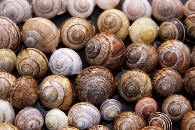 Word jou allergiese reaksie veroorsaak deur ’n seekos-allergie, vis-parasiete of histamiene?