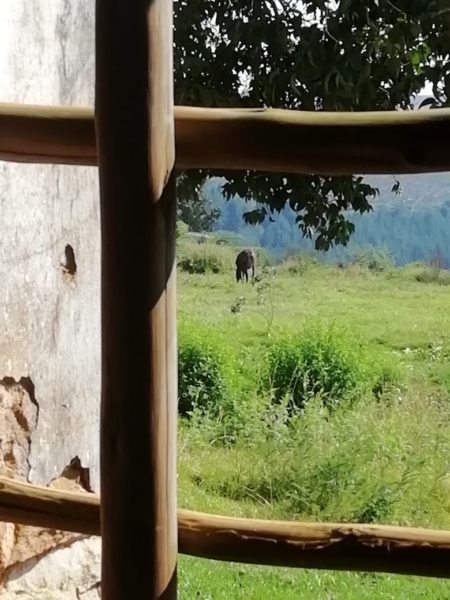 kaapsehoop-plek-van-die-wilde-perde-perd