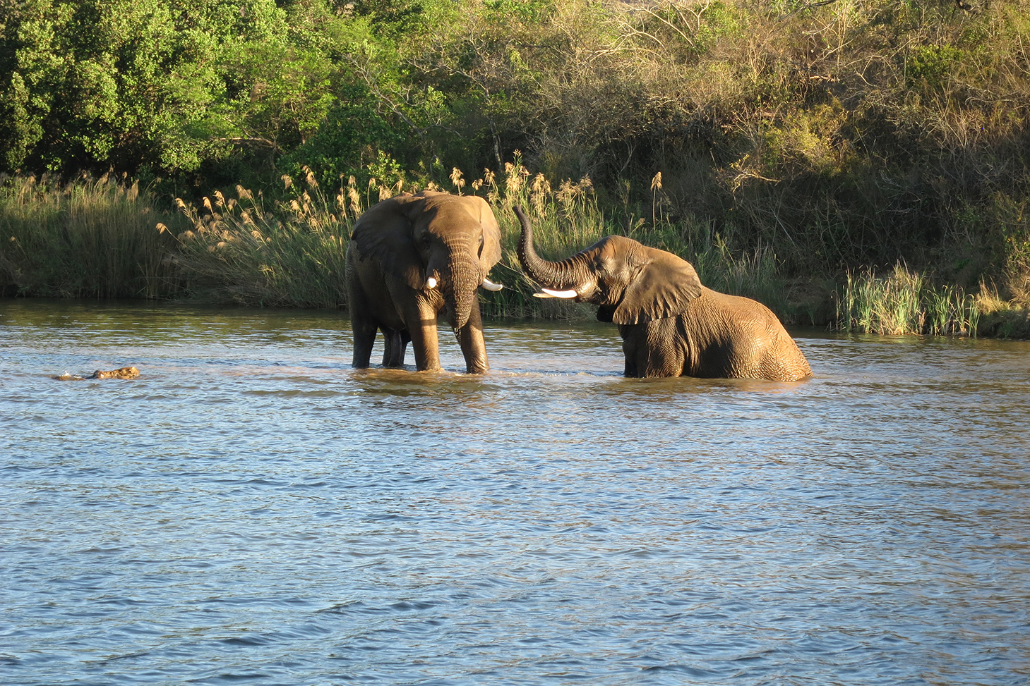 ’n Heerlike gesinsnaweek by die Sabi River Sun