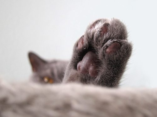 Fassinerende feite oor katte