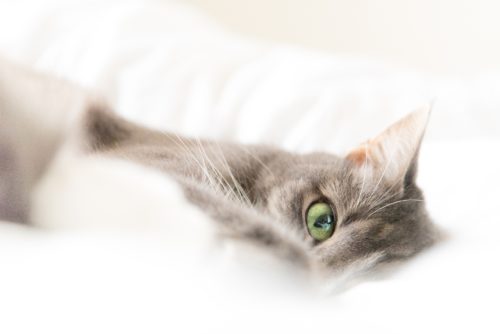 Fassinerende feite oor katte
