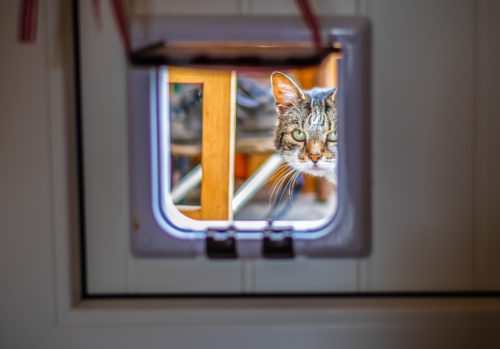 Fassinerende feite oor katte