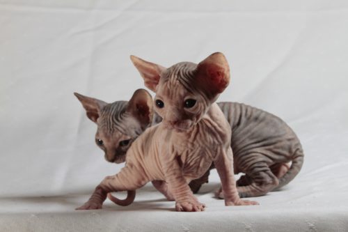 Fassinerende feite oor katte