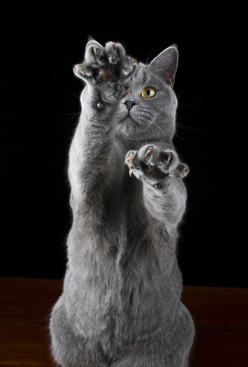 Kan jy siek word as jou kat jou krap?