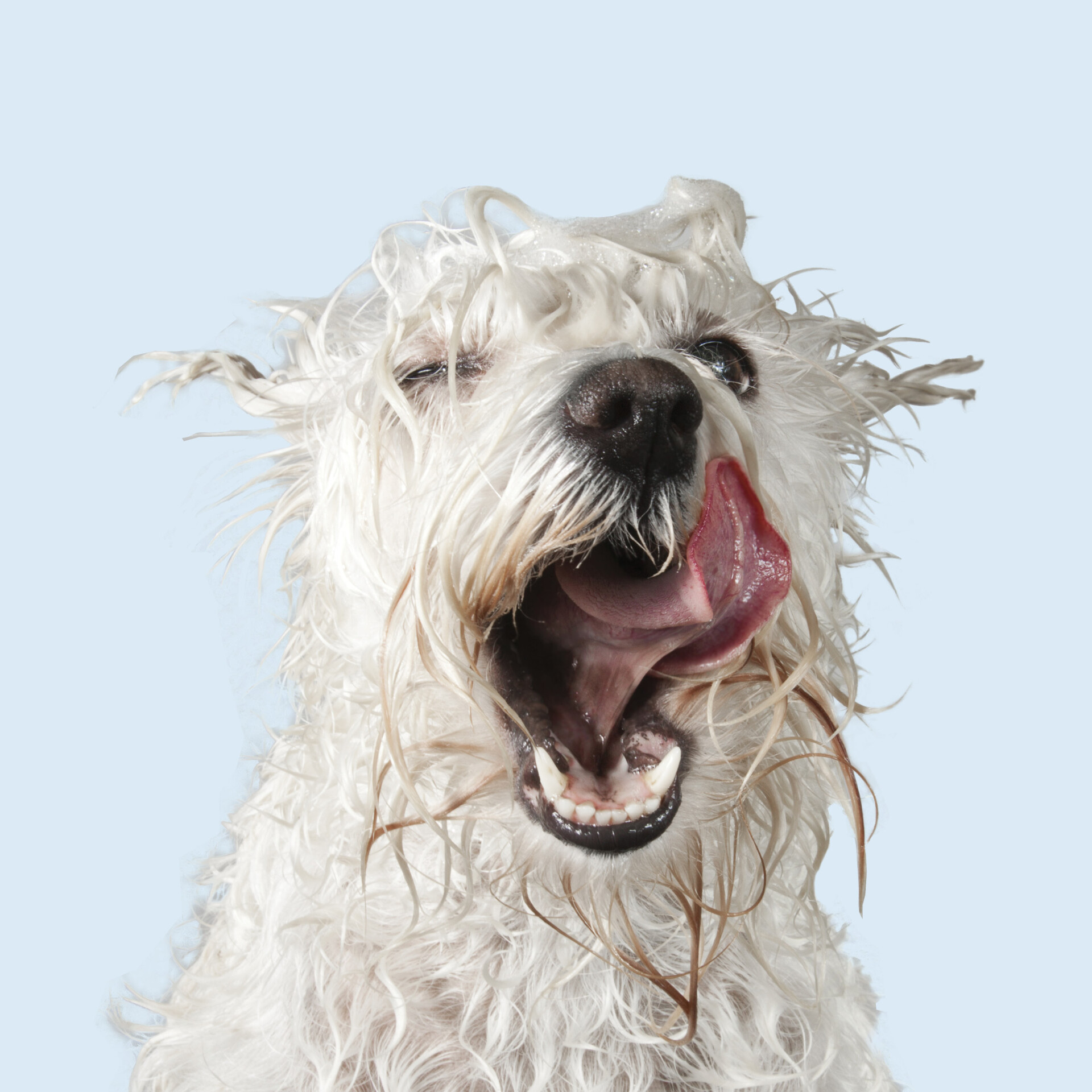 WEN ’n geskenkpak van Hill's Pet Nutrition