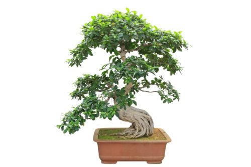 Bonsai vir beginners