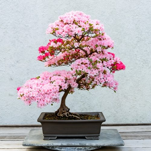 Bonsai vir beginners