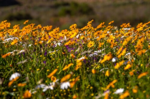 September kan dien as ’n nuttige sielkundige keerpunt – 'n geleentheid om 'n streep te trek onder dit wat nie gewerk het nie en bewustelik te besluit wat volgende moet gebeur. Foto: Magda Ehlers, Pexels