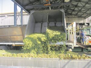 Tonne druiwe gelewer