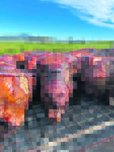 Vir kop en drank sê ons u dank . . .