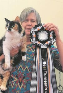 Katte pronk in Malmesbury