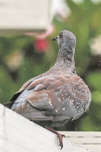 Koel weer en nog reën vir Wes-Kaap