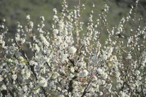 Dis heerlike lente!