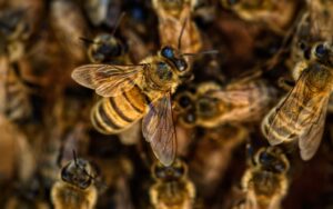 Tien beseer toe bye oorneem by atletiek