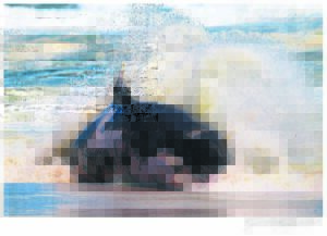 Dooie moordwalvis spoel op strand by Yzerfontein uit