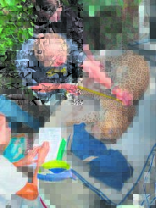 Luiperdwyfie fluks gevang, vrygelaat