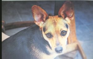Donderweer laat Fifi vlug
