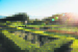 See green spectacle