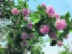 A focus on pompon